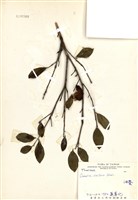 苦茶(油茶)藏品圖，第1張